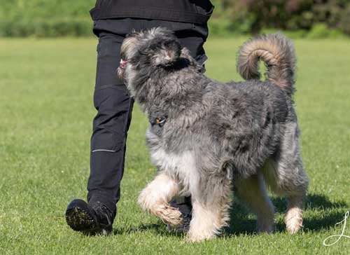 Bouvier IDEFIX BLEIKE v CAYA'S HOME